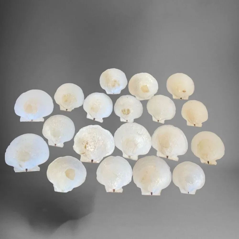 20 XL Nova Scotia Scallop Shells